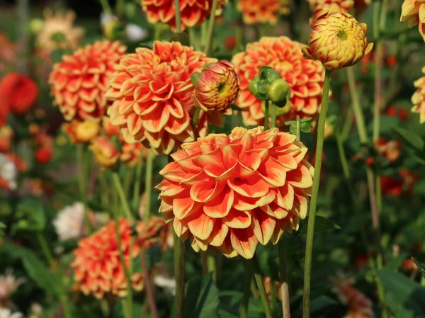 Comment les panneaux solaires à metz transforment votre énergie